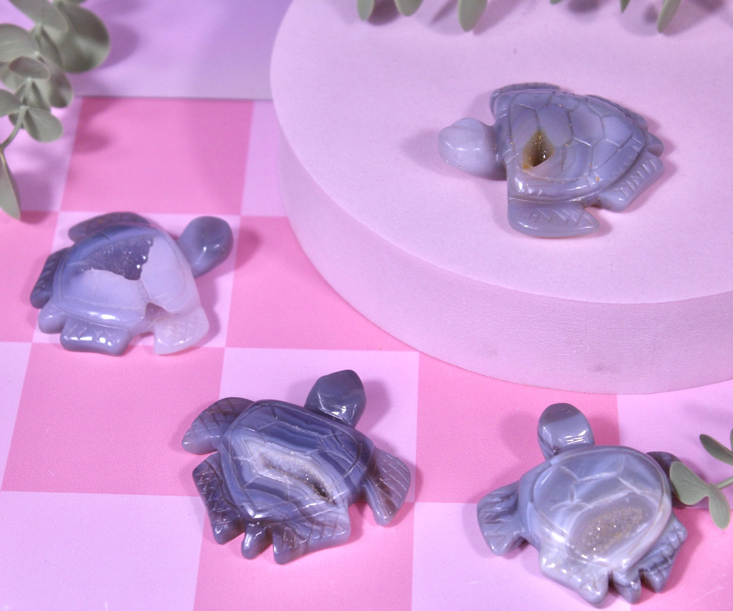 Agate turtle