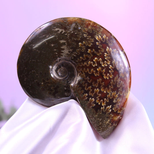 Ammonite fossil